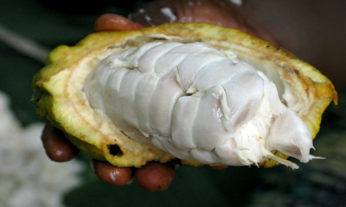 Beurre de cacao bio : Un soin nourrissant pour une belle peau