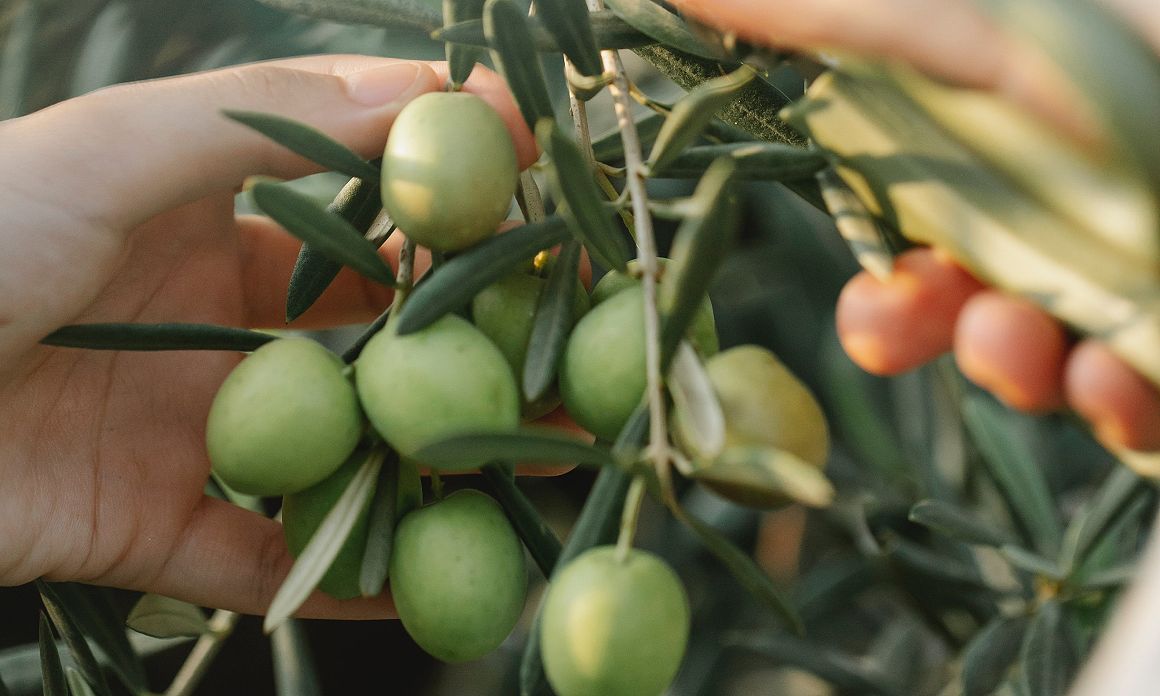 Gel douche bio à l’huile d’olive : Les soins lavants hydratants pour une peau douce