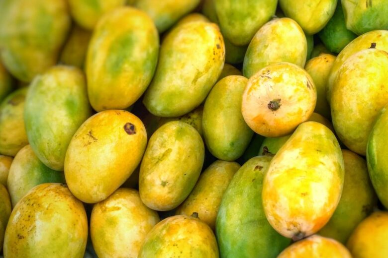 Mangue pour un beurre végétal de mangue
